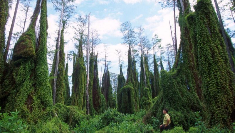 Las malezas 'amenazan' la flora y fauna de América Latina