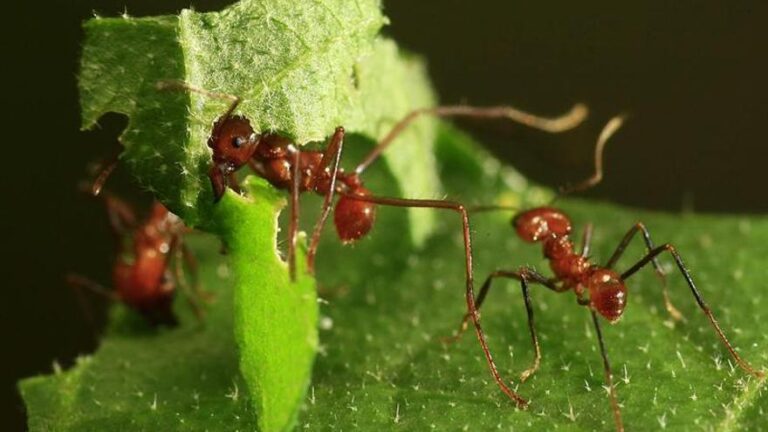 Las principales 'amenazas' para la conservación de los insectos