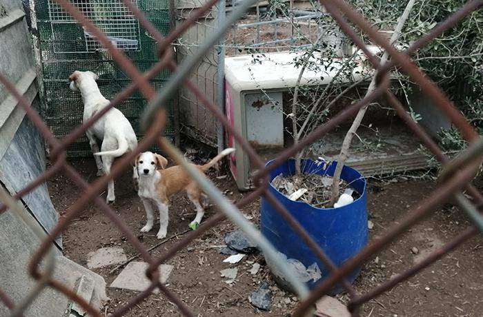 Lleida: Multado un criador 'ilegal' de perros