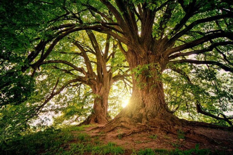Los bosques nos pueden salvar de los efectos de las emisiones