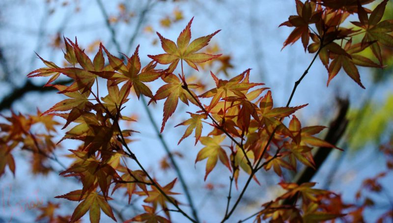 Los efectos del 'cambio climático' sobre las hojas de los árboles