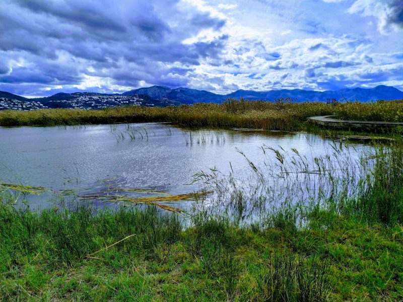Los humedales y el 'Mercado Voluntario de Carbono'