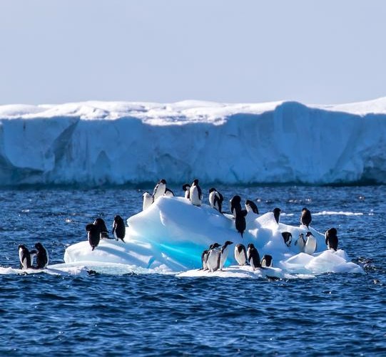 Pingüinos de Adelia: víctimas del cambio climático