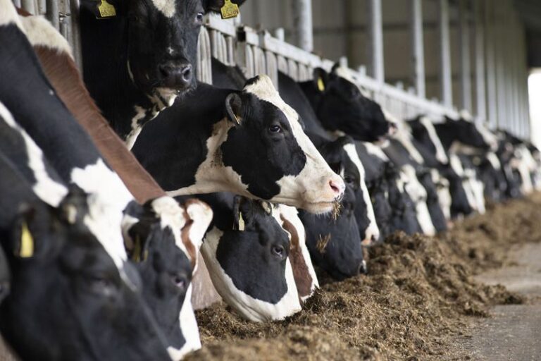 Metano: Hay que reducir la producción de carne y lácteos