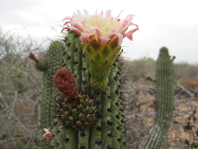 México crea el parque natural con más 'pitayas' del mundo
