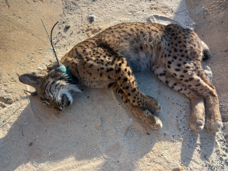 Otro lince ibérico atropellado en Doñana y ya van diez