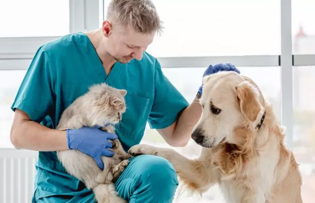 zoonosis mandamientos