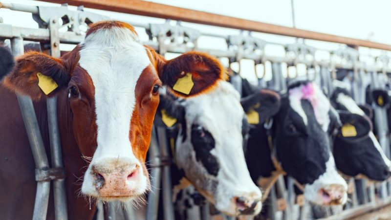 Patente de corso para las 'macrogranjas de vacuno'