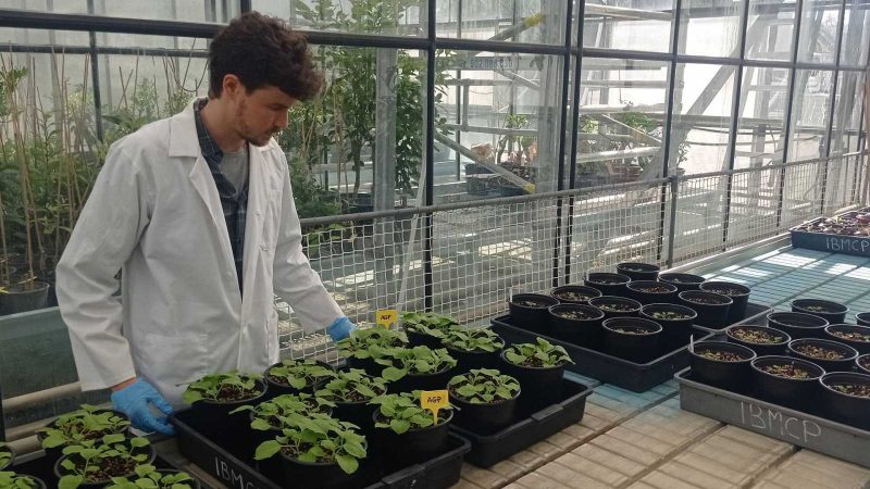 Plantas contra el 'SARS-CoV-2'