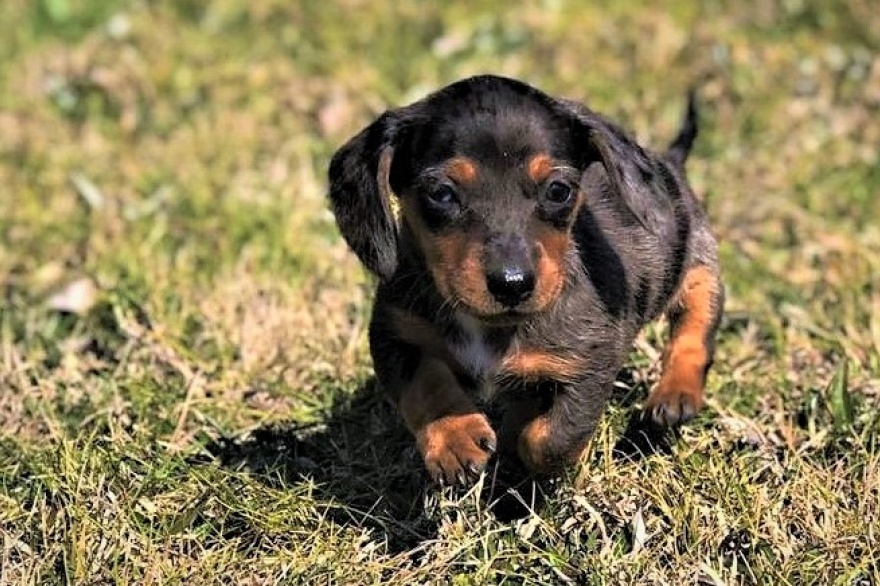 Por la cría 'responsable' de perros