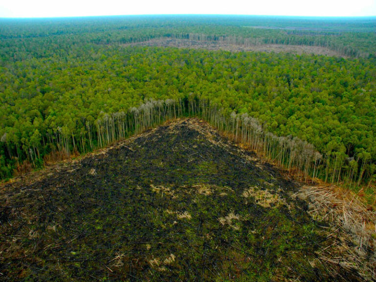 Porque España 'favorece' la deforestación tropical.