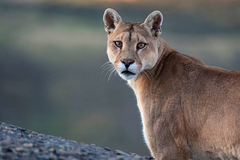 Pumas 'víctimas' de la contaminación lumínica