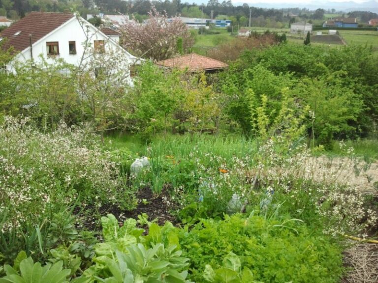 Qué es un 'bosque de alimentos'
