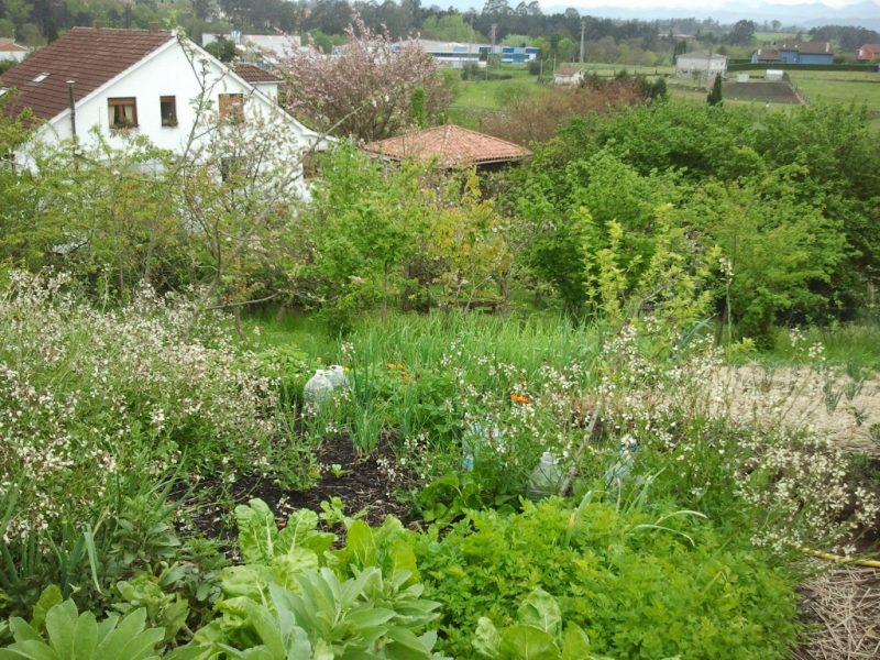 Qué es un 'bosque de alimentos'