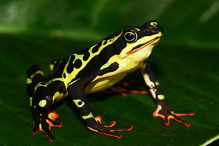 Ranas arlequín, uno de los anfibios con peor 'diagnostico'