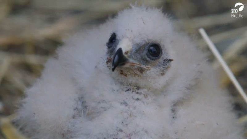 SEO/BirdLife salva a centenares de pollos de aguilucho cenizo