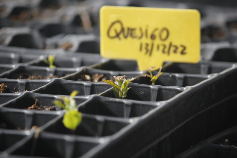 Vivero de La Chanta: Conservación de diversas especies de flora