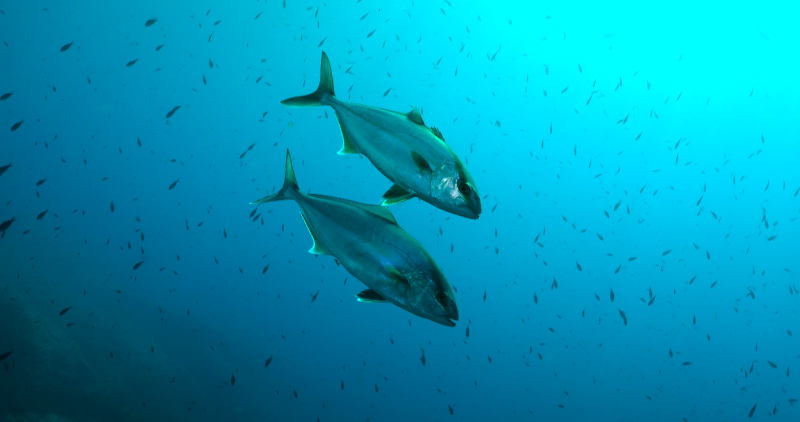 WWF analiza la 'Reserva Marina de Tagomago'