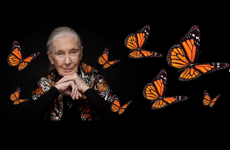 WWF colabora con 'SUNCINE'