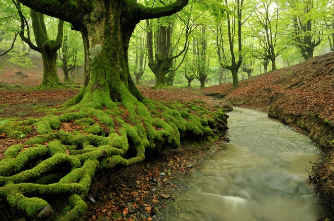 ¿Ya conoces el 'decálogo' para mantener vivos los bosques?
