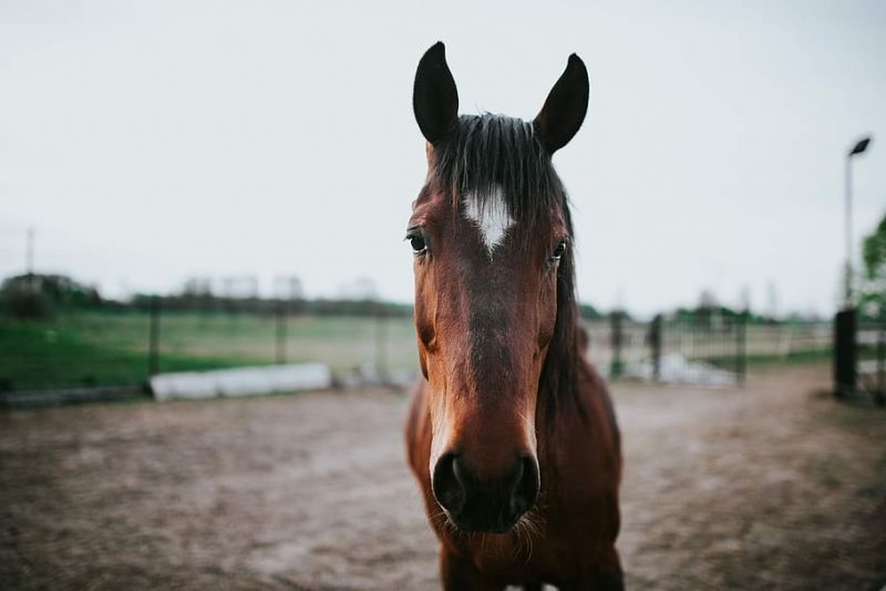Dudable trazabilidad de la carne de caballo latinoamericana