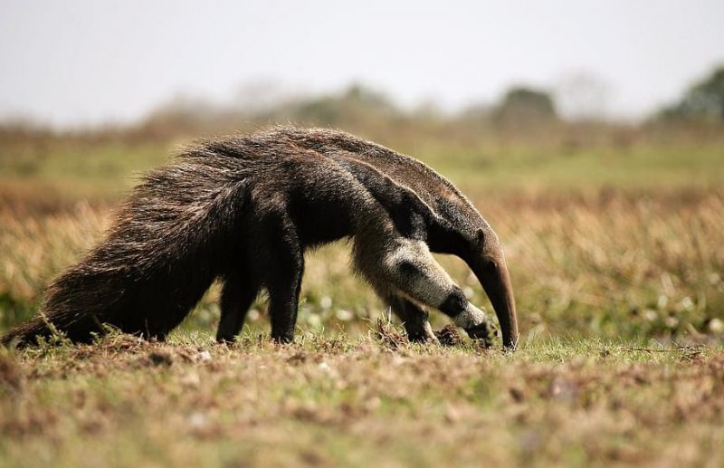 Día Mundial del Oso Hormiguero 2023