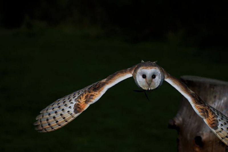 ¿Por qué hacer seguimientos invernales de las aves?