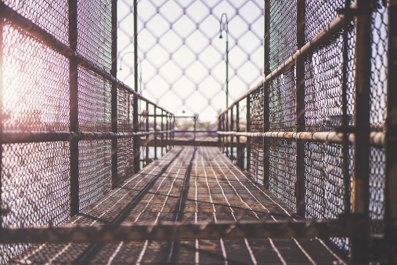 Bienestar animal: la UE no cumple con los mandatos de las ICE