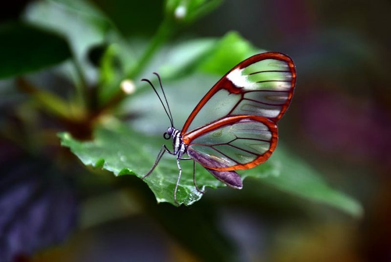 Más apoyo económico a los Proyectos LIFE España