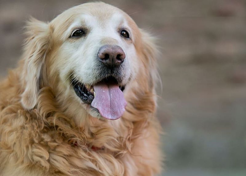 Cómo lograr que los golden retrievers vivan más tiempo