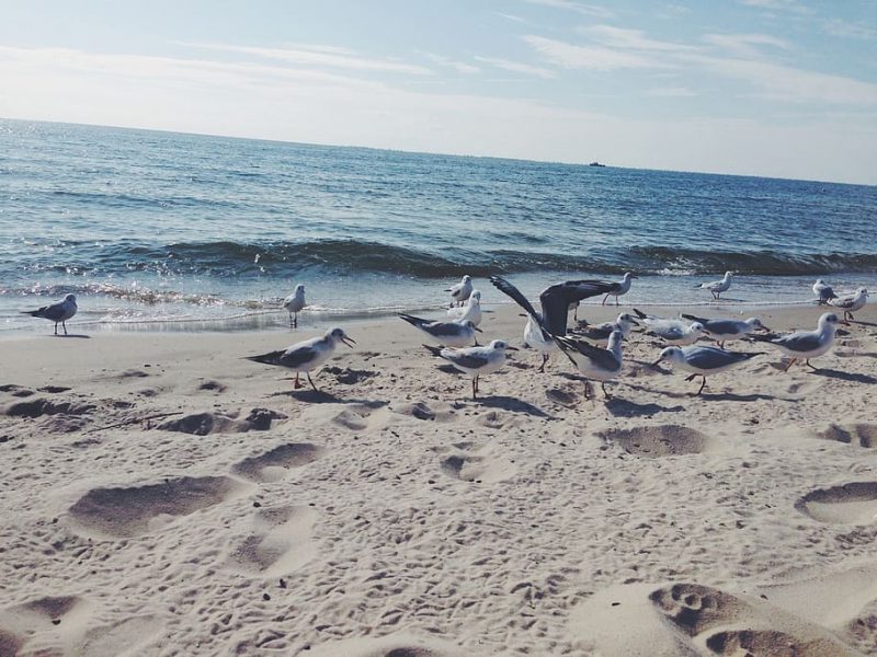 Casos de gripe aviar en las localidades gallegas de Ares y Xove