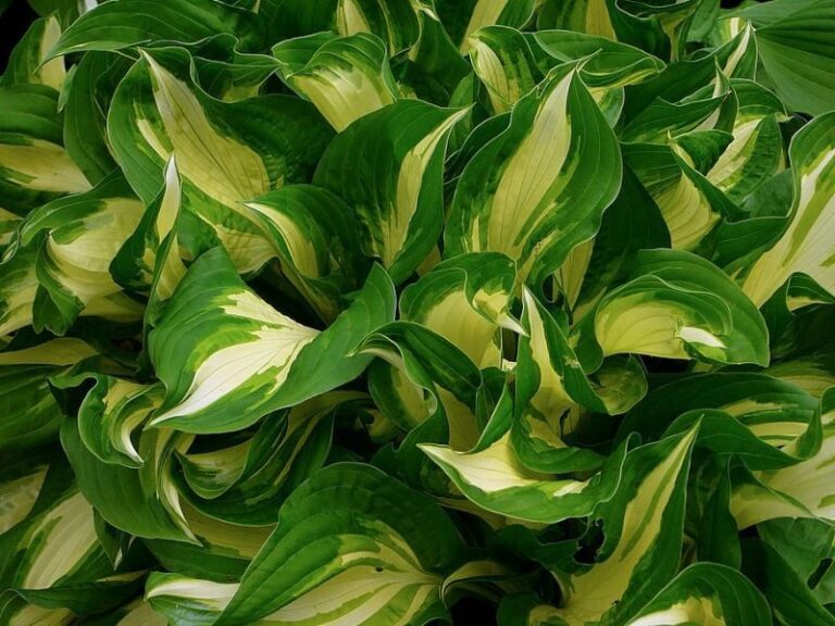 Cómo se defienden las plantas del daño mutacional