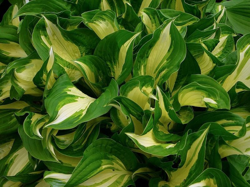 Cómo se defienden las plantas del daño mutacional