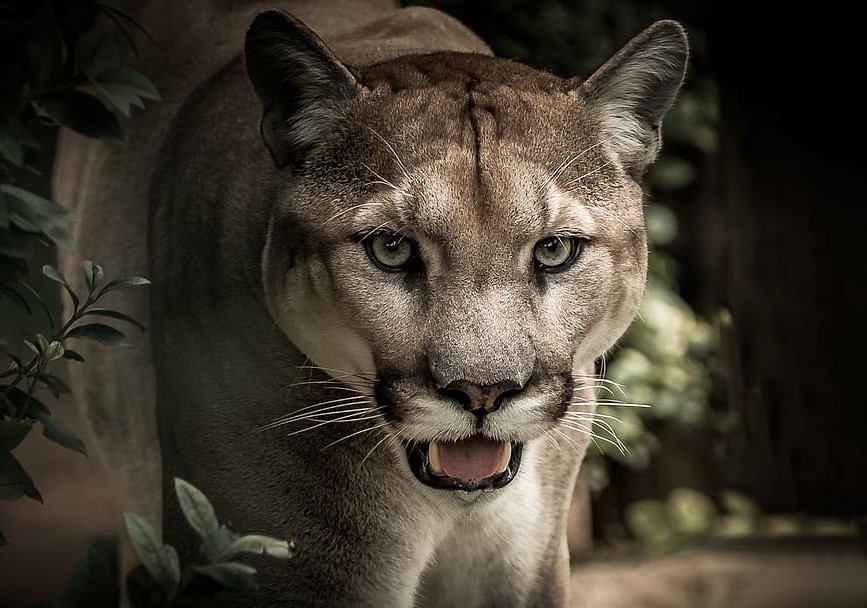 Los pumas también sufren la contaminación lumínica