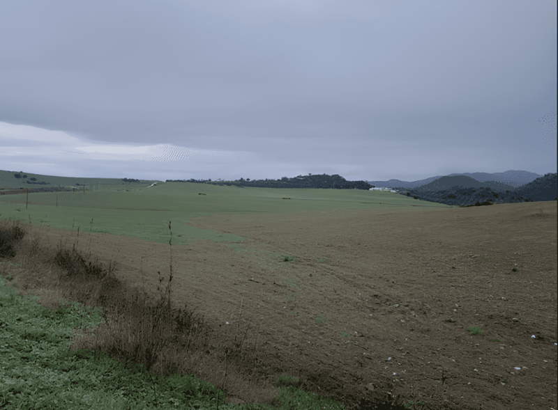 Exitosa recuperación de variedades de trigo