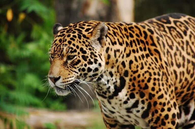Día Internacional del Jaguar 2023
