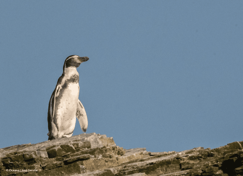 El Archipiélago de Humboldt ya es un área marina protegida