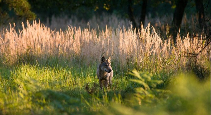 300 ONG apoyan la protección del lobo