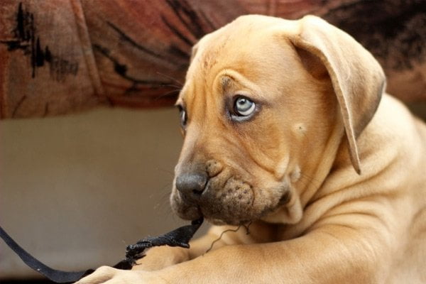 5 consejos para 'adoptar' una nueva mascota