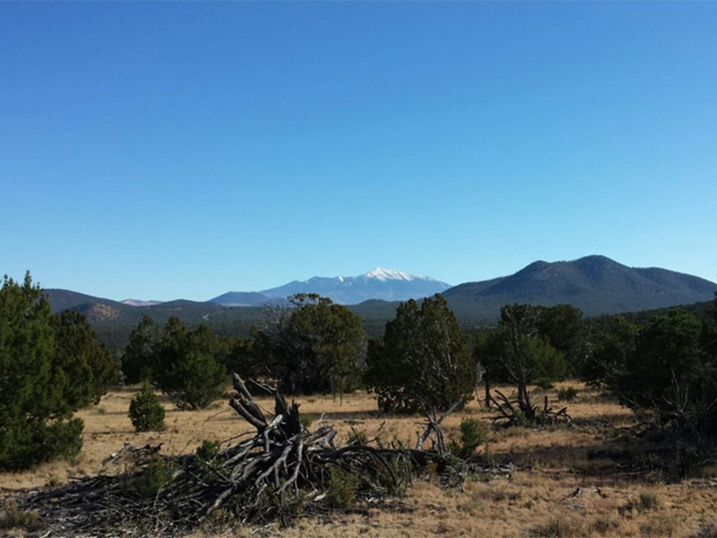 Microorganismos para predecir las pérdidas de carbono del suelo