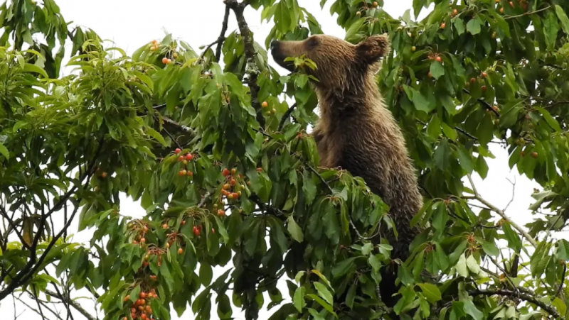 El cerezo silvestre se desplaza y lo sufre el oso pardo