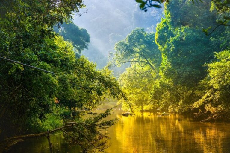 Acuerdos Multilaterales sobre Medio Ambiente (AMUMA)