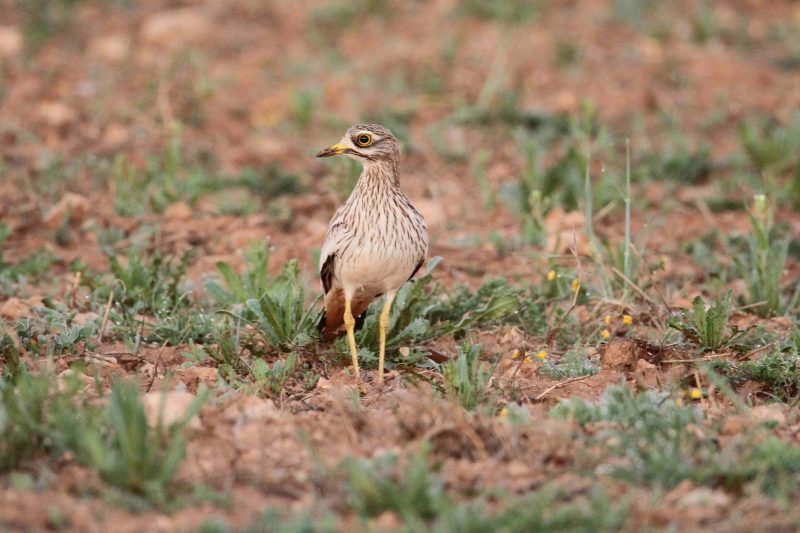 Alegaciones a la ZEPA de ambientes esteparios en C-LM