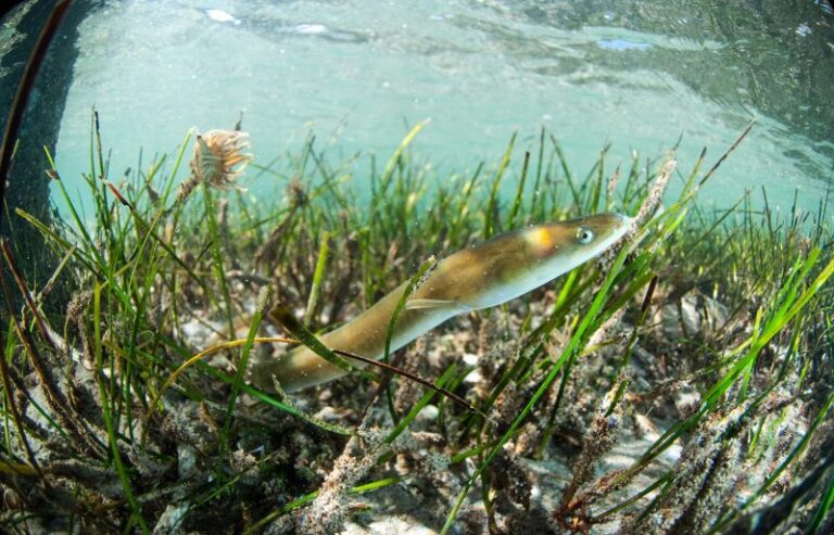 Asturias no reconoce su situación crítica de la anguila