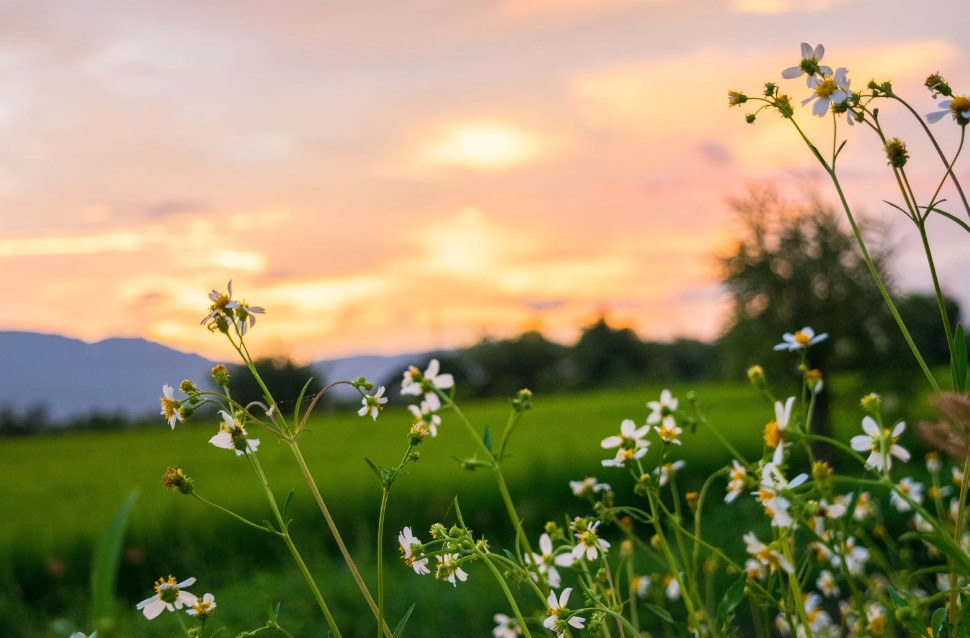 Avances en el 'Día de la Naturaleza' en la COP28