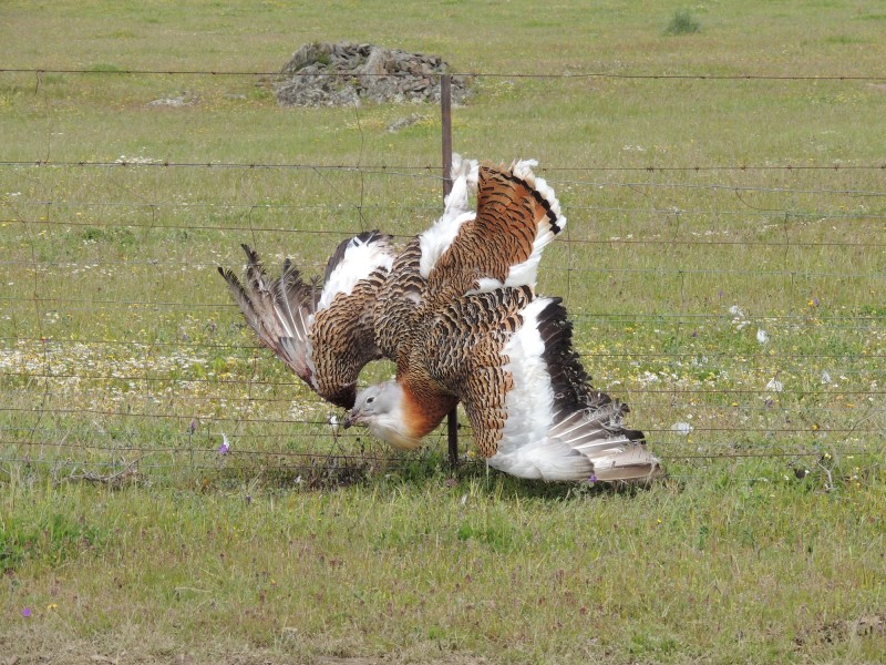 Aves agroesteparias amenazadas por vallados peligrosos
