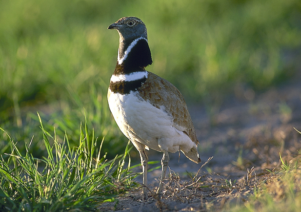 Baena: Cada vez hay menos 'aves esteparias'