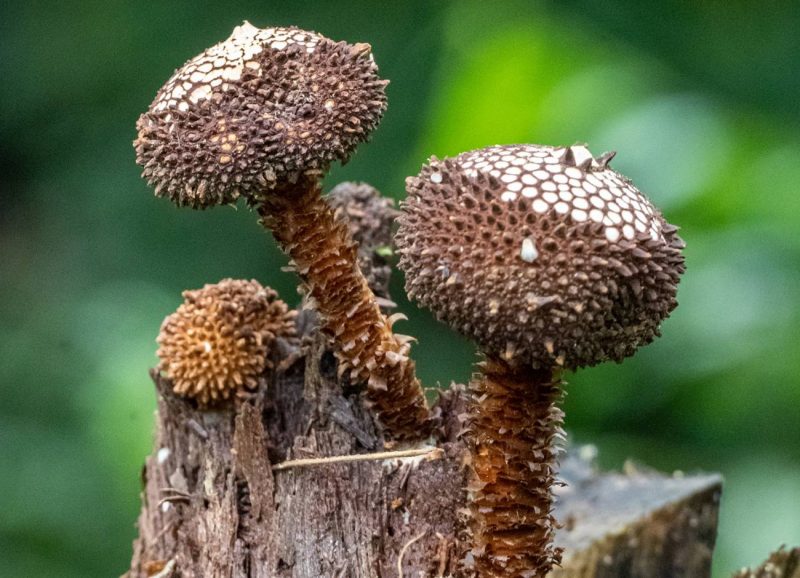 Brasil: Descubren nuevas especies de hongos