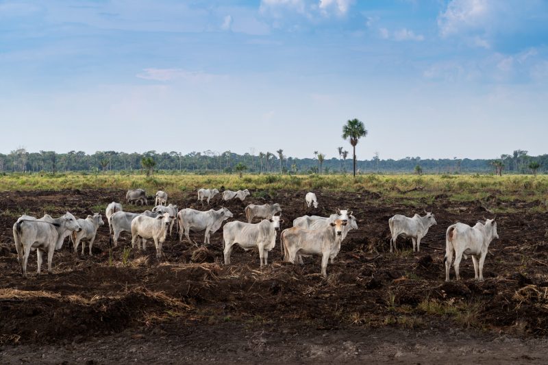 Brasil: La industria de la carne deforesta medio millón de hectáreas