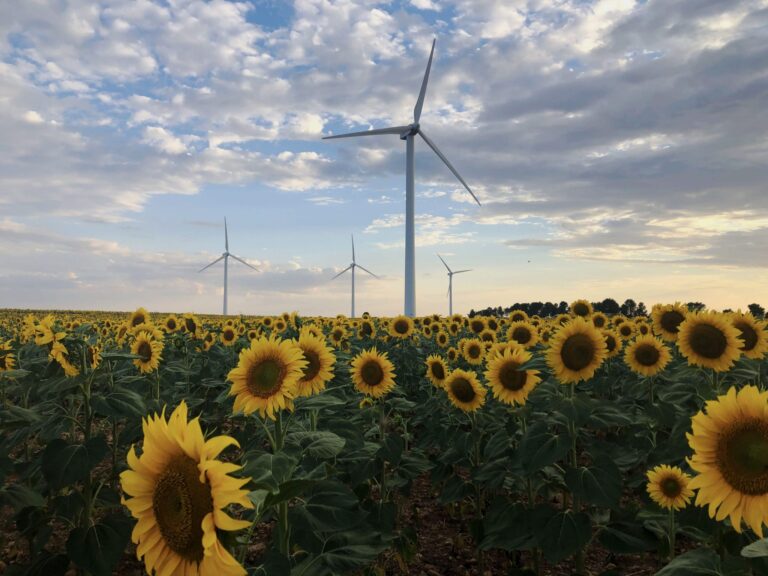 COP28: Iberdrola y BirdLife, foro sobre renovables y biodiversidad